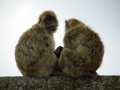 bewoners van Gibraltar 